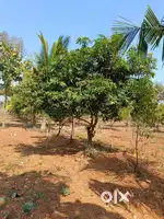 Farm Land Plots for sale in Bibinagar in HMDA Limits Hyderabad Near by