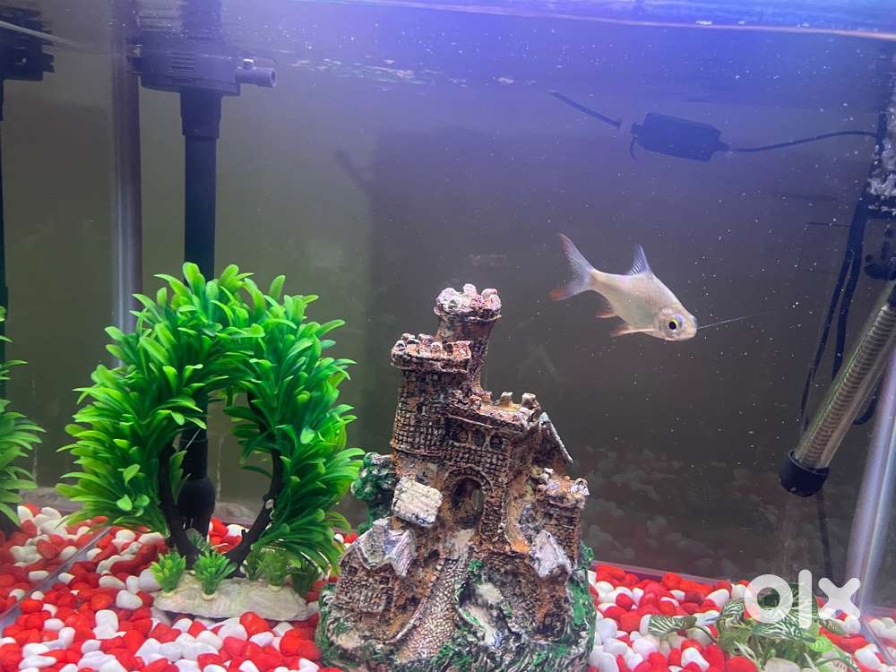 fish aquarium accessories olx ORFOFE 10pcs Ornamental Toy Vivid Football Decoration for Fish Tanks for Lifelike Aquatic Landscape and Home Office Decor : Pet Supplies This kit includes meticulously crafted decorations Buy & Sell Pet Food