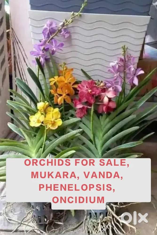 Orchids for sale