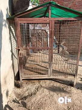Pets for sale in Rampur OLX