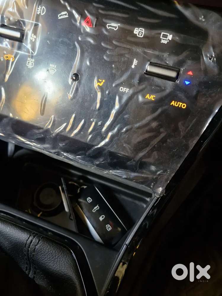 Top Model Currv (1 Year Old)