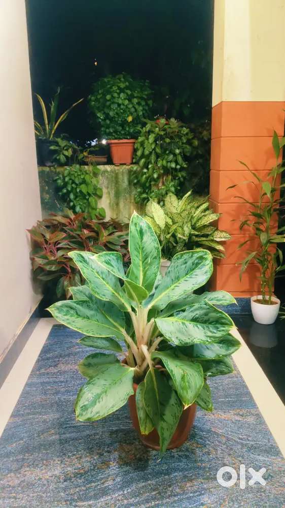 Nisas_botanical