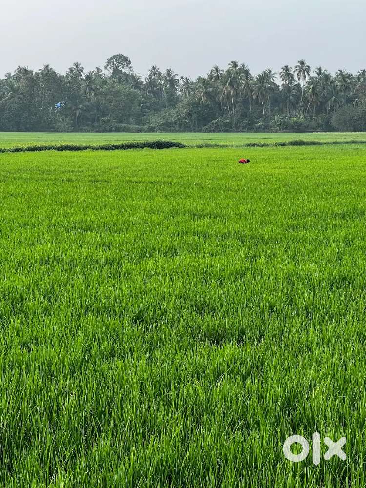 Street food Brand Outlet Chef