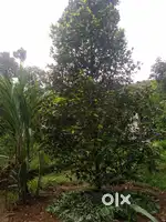 കുറഞ്ഞ വില