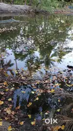 Fish farm for rent. Near moothakunam, Ernakulam district