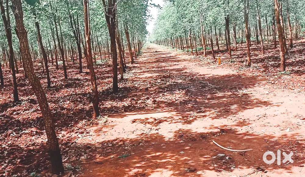 50cents Agriculture land for sale