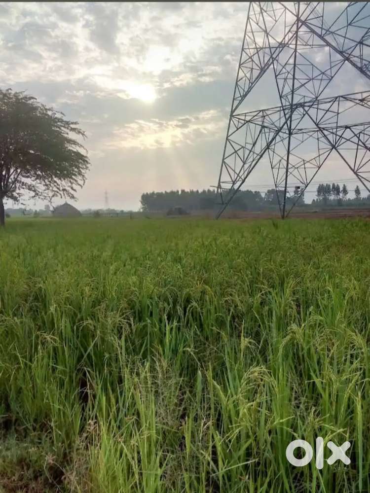 5 Bigha Land Near Khurja – Ready for Sale