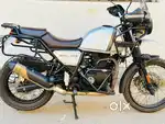 Immaculate condition Himalayan