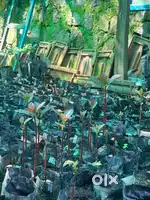 Avacado plants