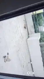 Need room mate
