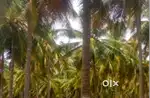 1Acre 22 Guntas coconut farm land for sale with  Borewell
