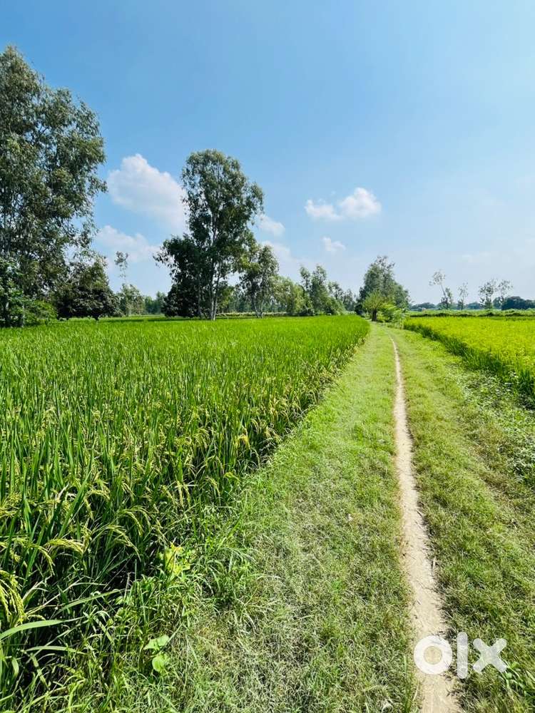 3 bigha khet (agricultural land) for sale