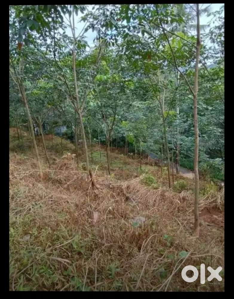 50 Cent land with rubber planted 4 yrs