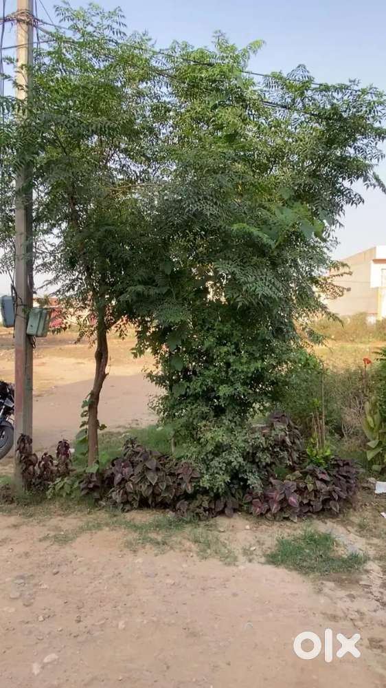 Alipur taz enclave 3-50 marla plot for sale  dealer door rehn