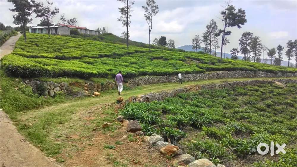 Ooty land for resort purposes