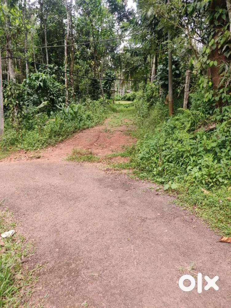 8.25cent plot for sale sulthan bathery