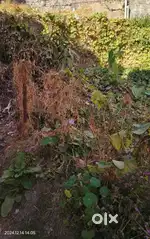 5.25 biswa land for sale near Chambaghat