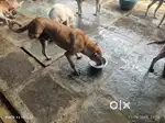 Driver cum Dog catcher