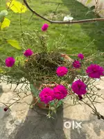 Job in farm house