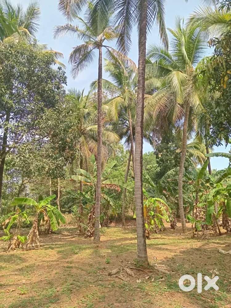 Plot for Lease- Suitable for farming or any other business