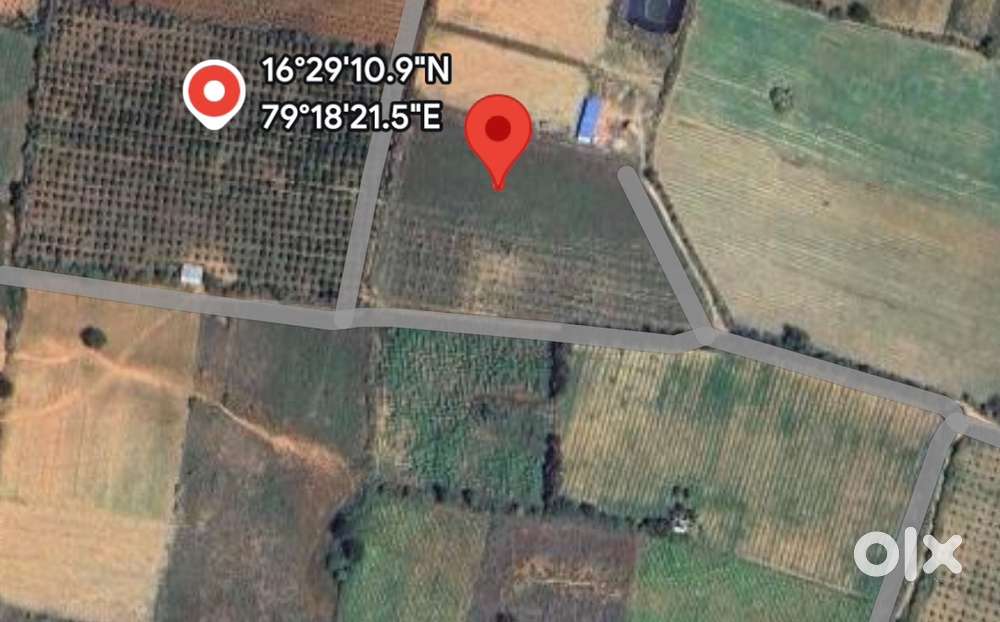 13.5 acares chini (Bathai thota) plantation for sale near Nagarjuna
