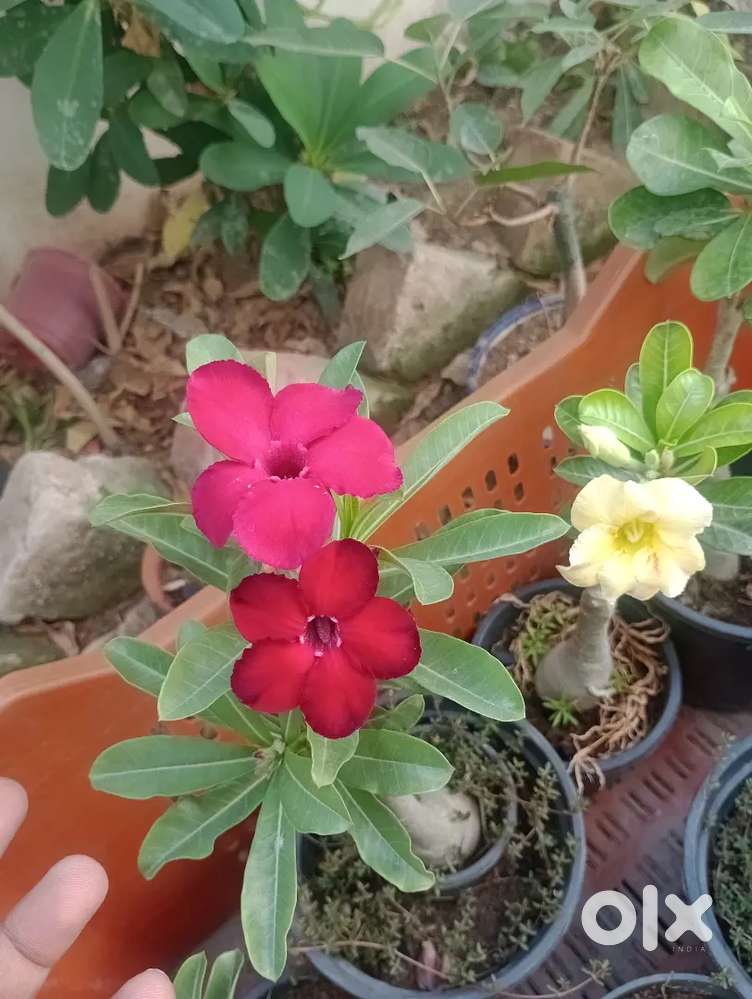 Grafted adenium plant