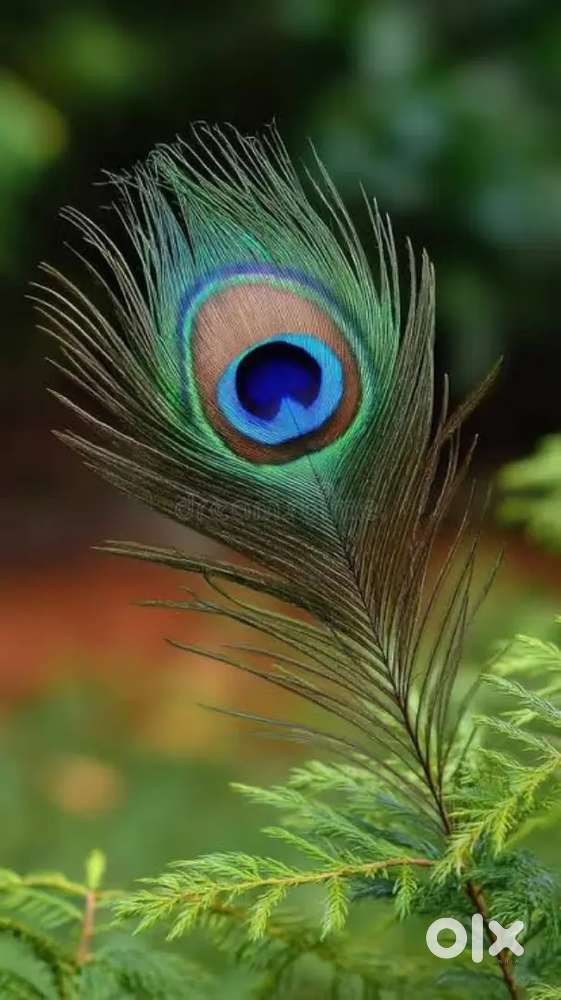 Nischintakoili,state high way,infront of petrol pump