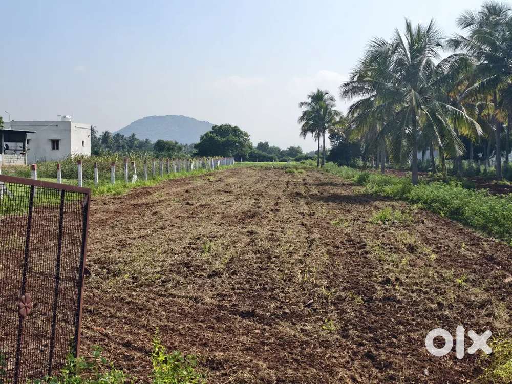 37 CENT LAND FOR SALE / PALAMEDU