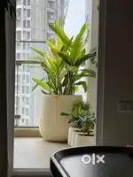 PLANTERS FOR BIG PLANT