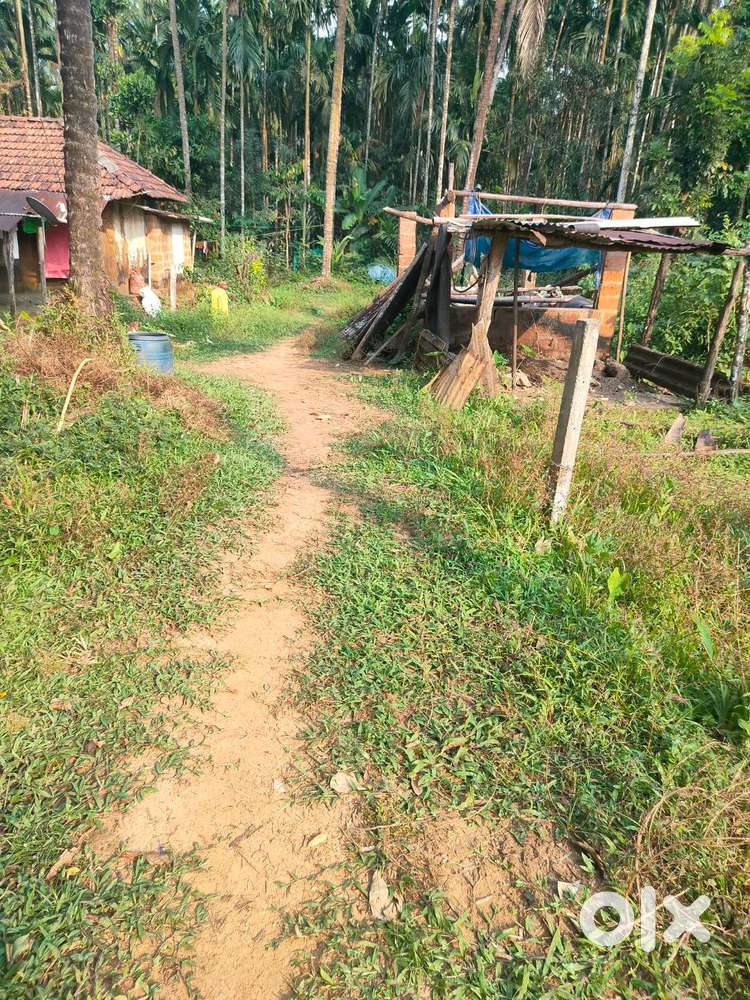 A small house and 50 cents plot