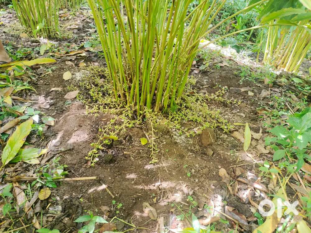 80 cent cardamon plot for sale