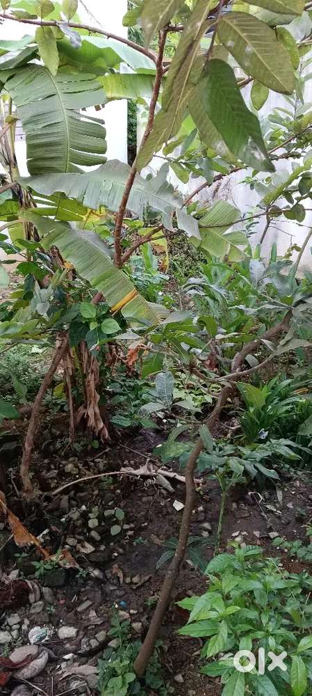 Independent house and plot for sale