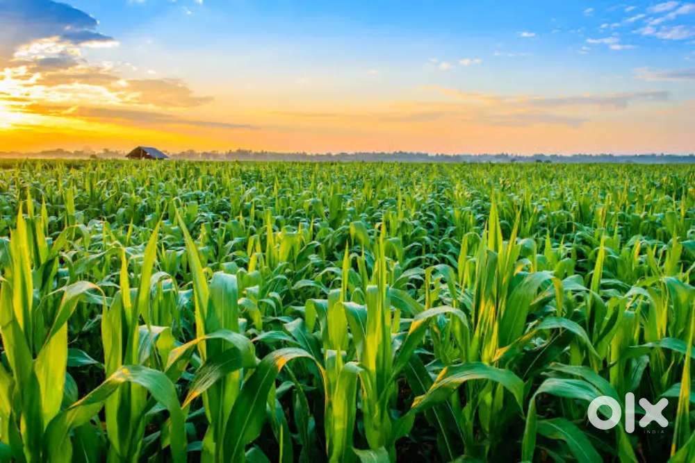 1 acre Agriculture Land for sale