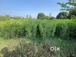 Nursery me tree plant ka kam he or truck ke sath jana he sale krne ke