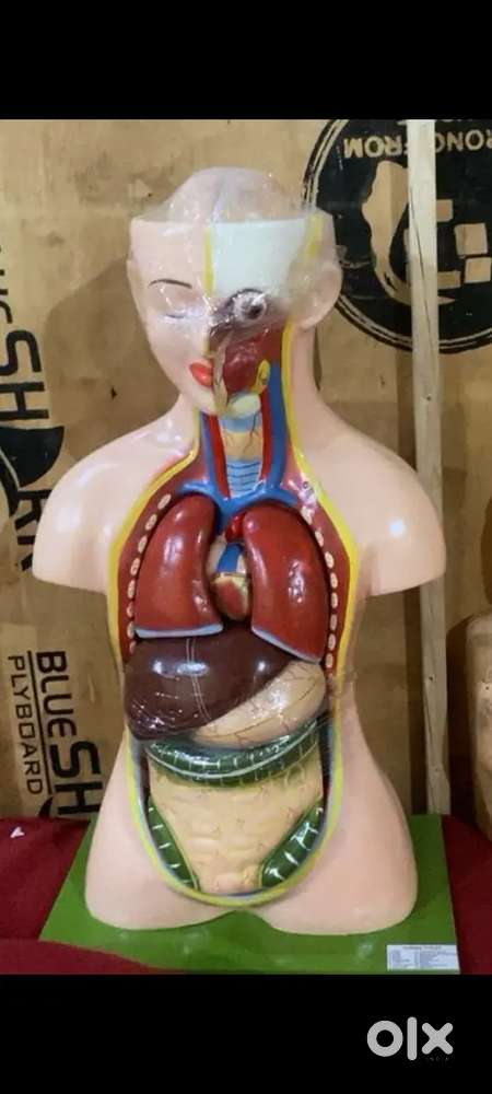 Anatomy Human Body