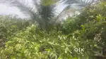 1.8 Acre agricultural land for sale near kanakkampatti, palani
