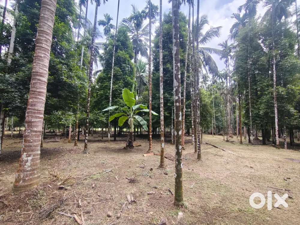 Ponnamkod. NH ഇൽ നിന്ന് 200 മീറ്റർ മാറി 1 ഏക്കർ പ്ലോട്ട് തിരിക്കുന്നു