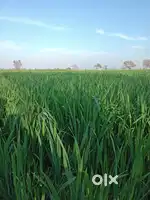 Nahari jamin 15.25 lac /-biga