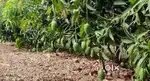 Mango orchard for sale