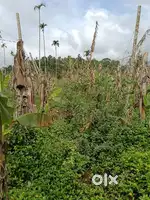 1.5 Acre plot wayanad for lease