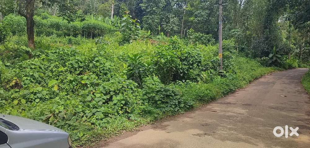നെടുമാവ് 30 cent house plot.cent .1 .lakh.
