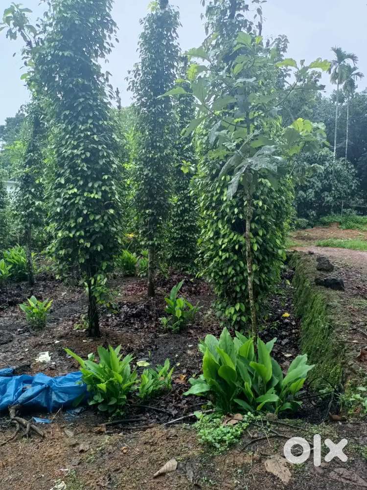 Land for sale 72cent.