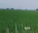 8.5 acre land in Kharak