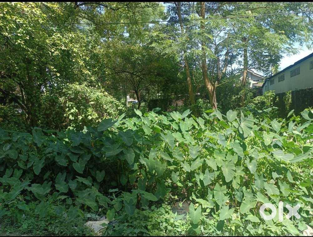 Land sell 1katha 10 lusa dibrugarh boiragimoth opposite of petrol pump