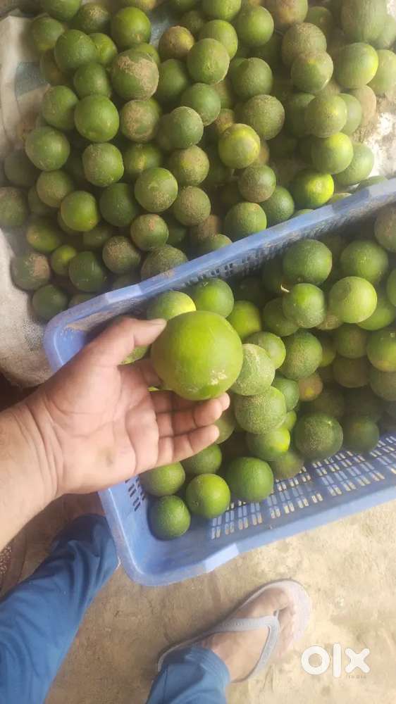 Mosambi Badrai