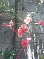 LADIES HOSTEL AVAILABLE