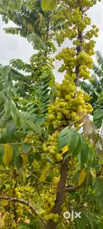 Nature's Green investment for more income and return s