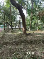20 CENT LAND FOR SALE, NEAR KOOVAPADI MASJID (KOTTAYAM MALABAR)