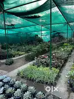 Caretaker for nursery