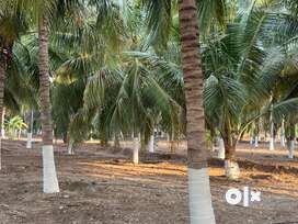 Coconut farm 3.50acre sale